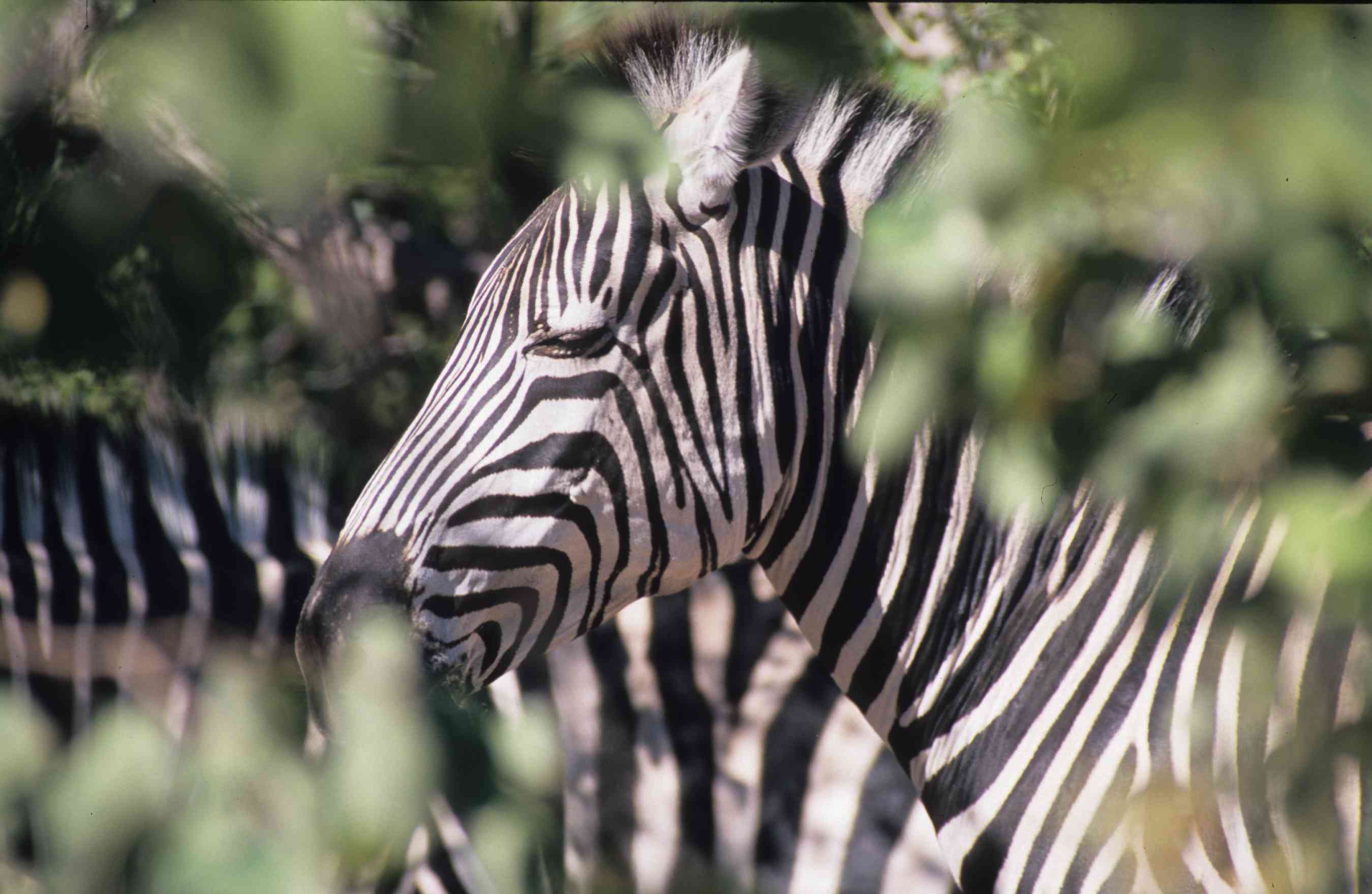 Zebra
